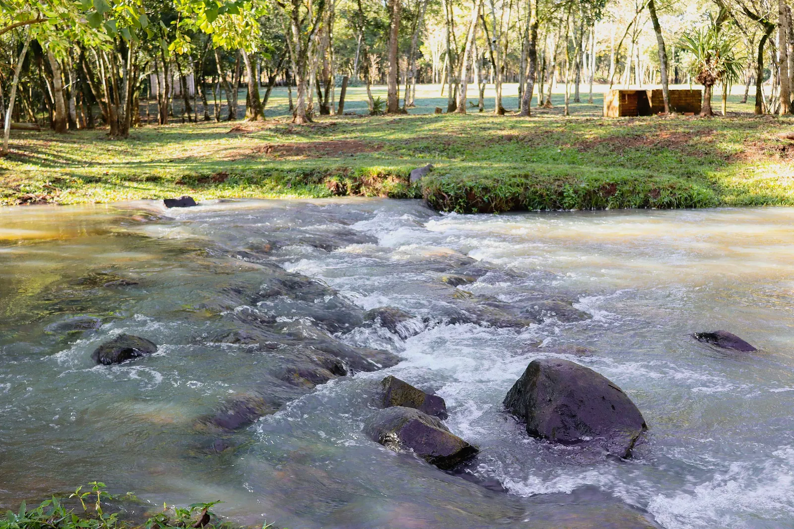 Arroyo de aguas claras entre el bosque nativo del barrio